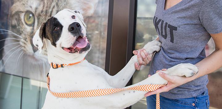 Pit-bull-terrier-type dog up on a woman