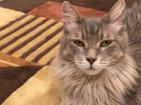 Poppy the cat lying down on a rug