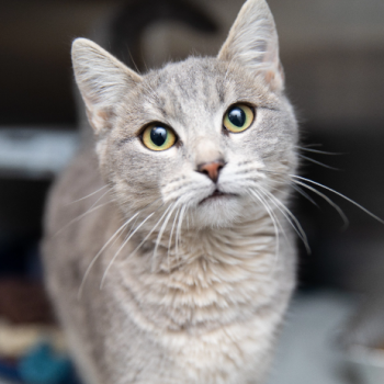 Gray tabby cat